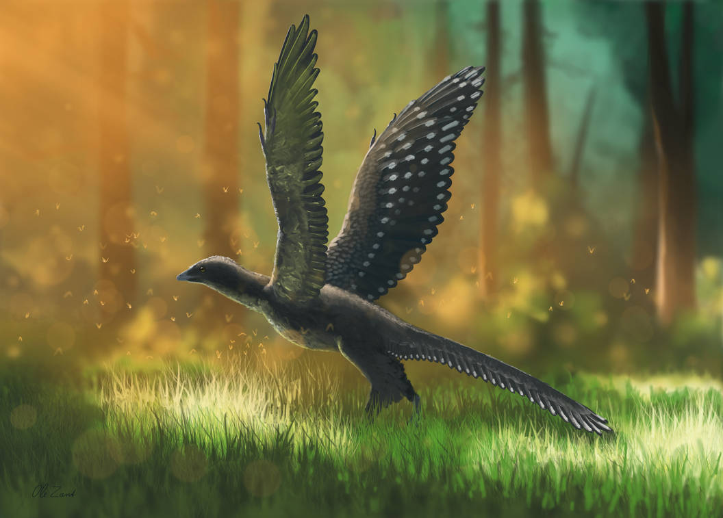 Archaeopteryx lithographica