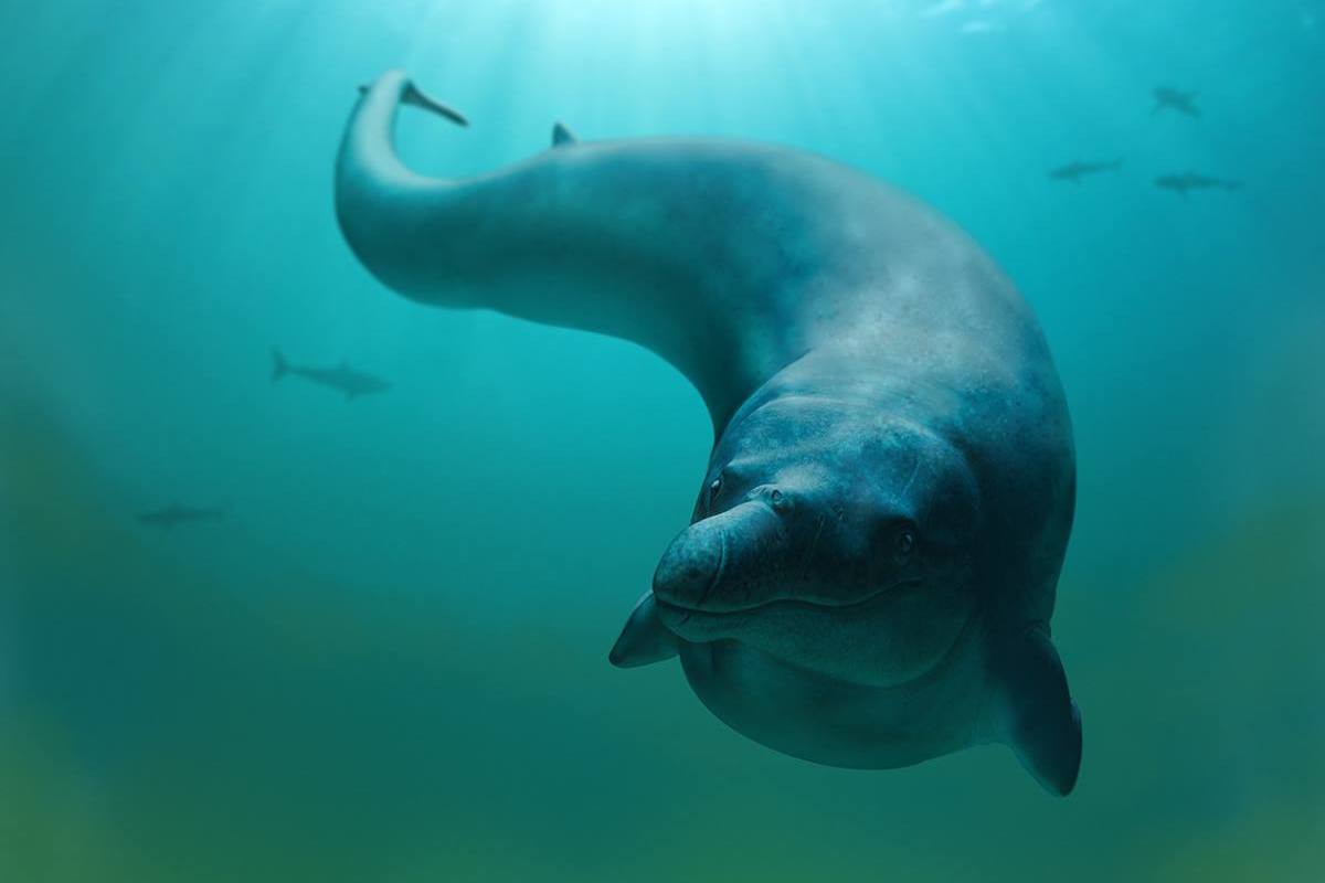 basilosaurus isis