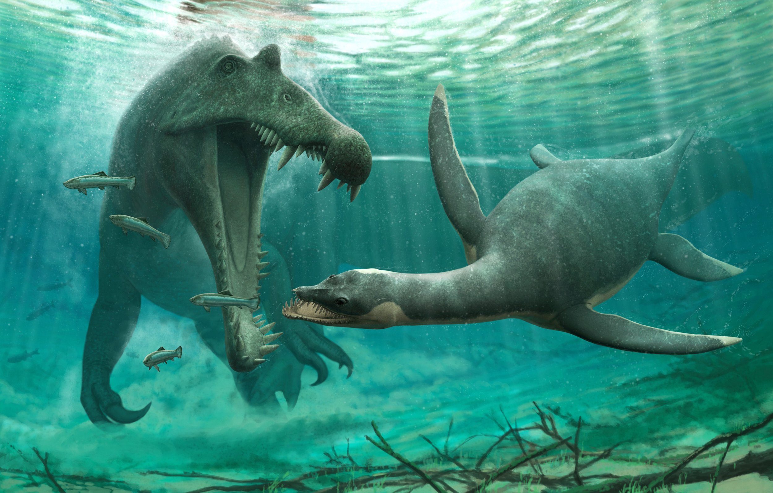 Marine Creatures