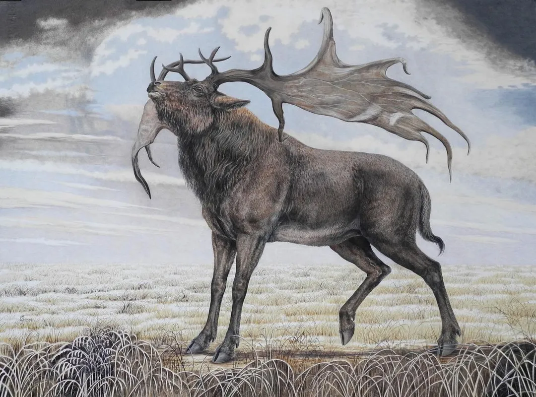 Irish elk