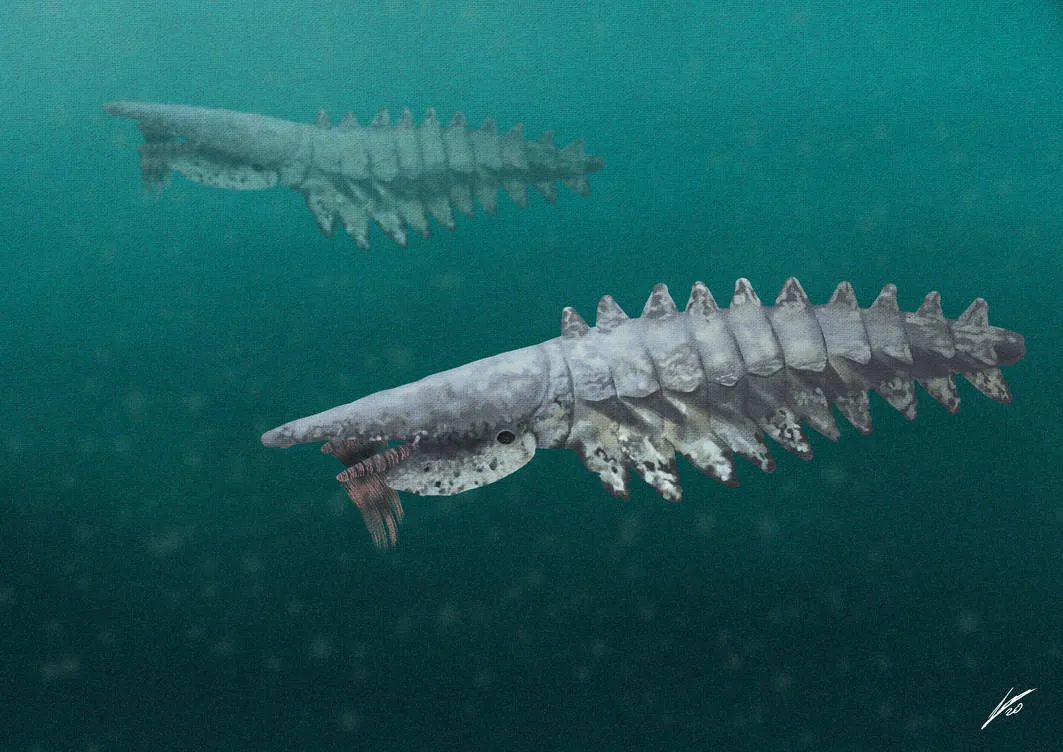Aegirocassis benmoulai