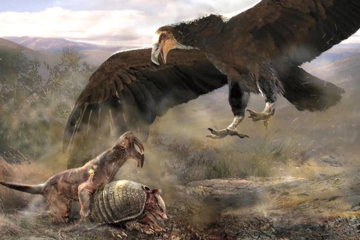 Argentavis magnificens