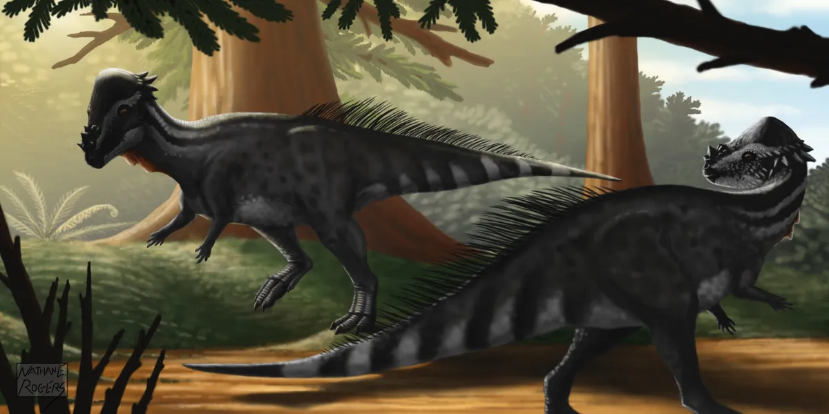 Pachycephalosaurus grangeri