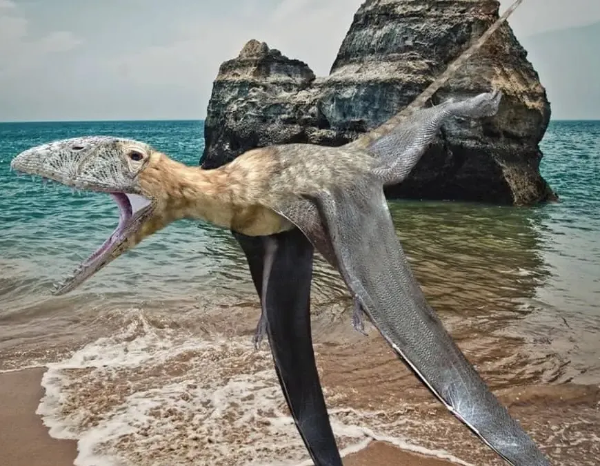 Dimorphodon macronyx