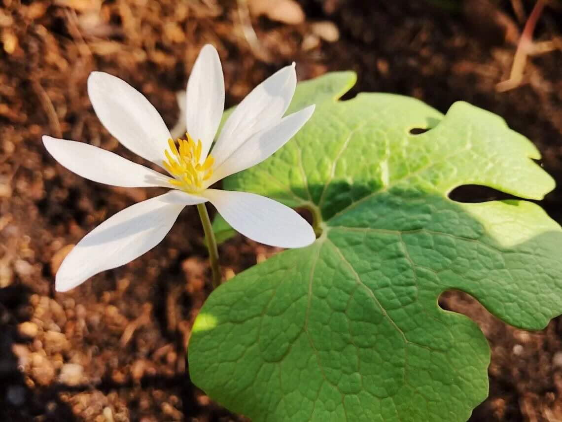 The First Flower