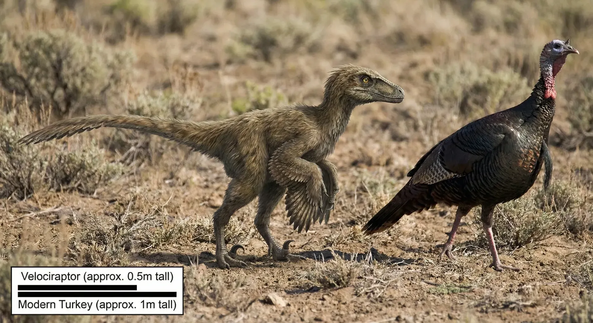 Velociraptors Were Turkey-Sized