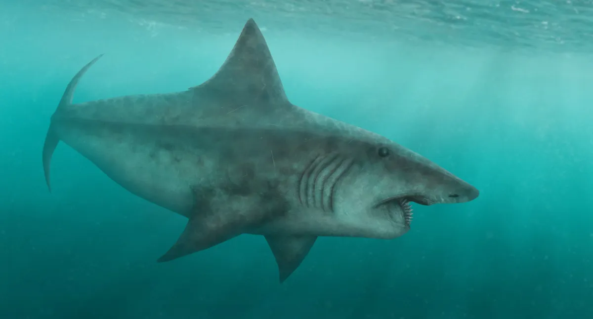 Helicoprion bessonowi