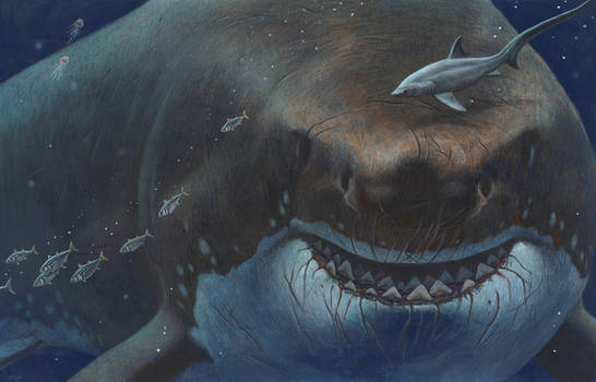 carcharocles megalodon