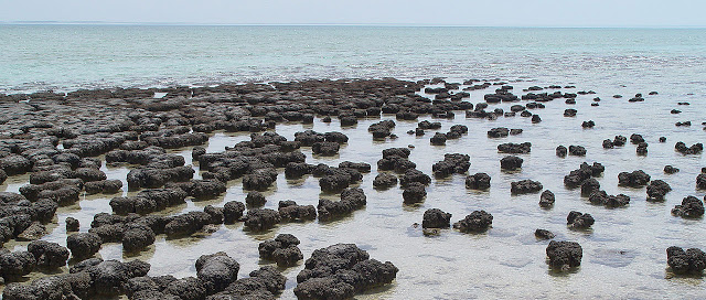 Stromatolite Bacteria