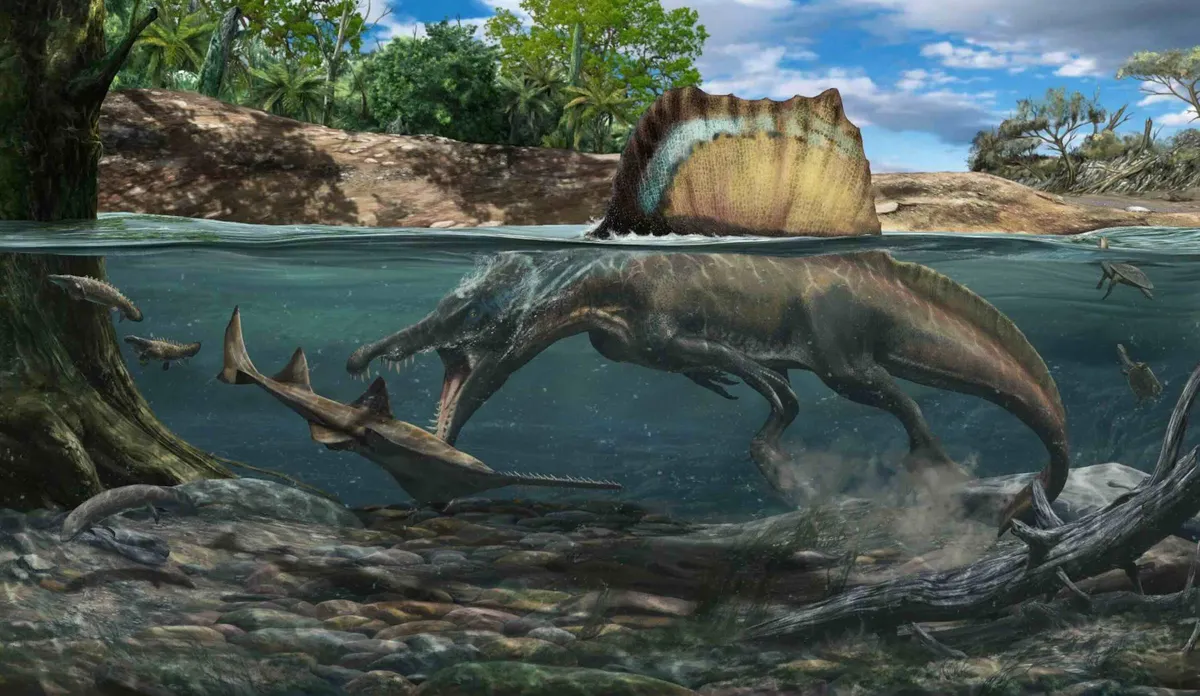 Sigilmassasaurus brevicollis