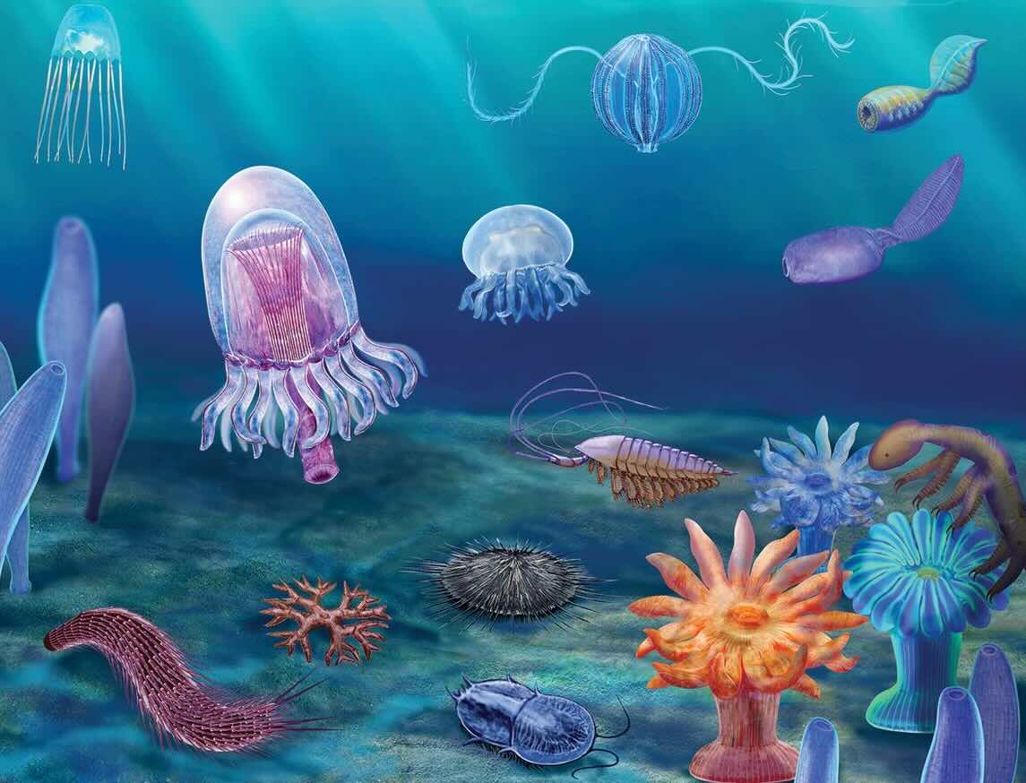 Cambrian